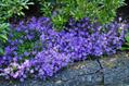 tussock bellflower
